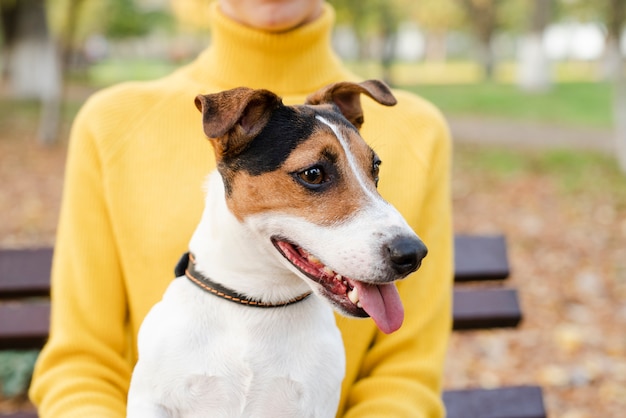 離れて見て美しい犬をクローズアップ