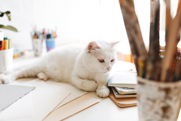 Close up beautiful domestic white cat laying on desk at home