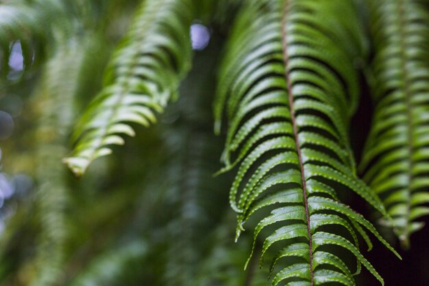 Close-up of beautiful fern leaves