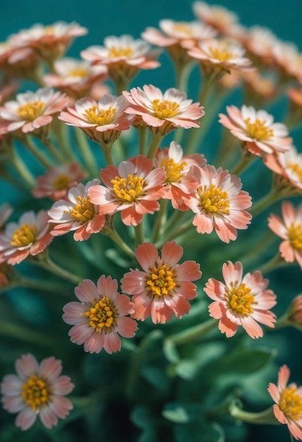 Foto gratuita un primo piano su un bellissimo fiore