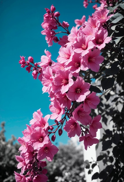 Foto gratuita un primo piano su un bellissimo fiore