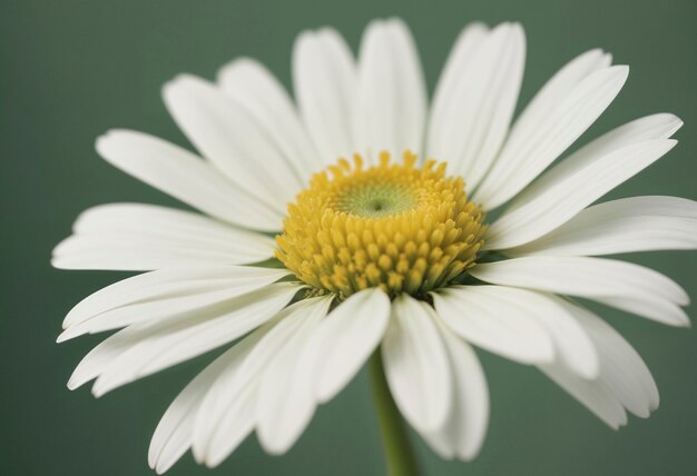 Foto gratuita un primo piano su un bellissimo fiore