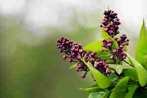 Free photo close up on beautiful flowers details in nature