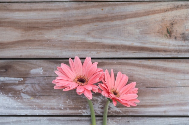 Close-up of beautiful flowers on wooden background