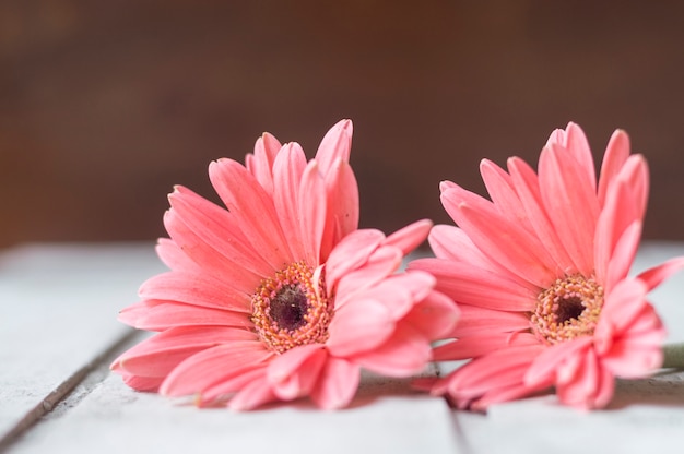 Close-up of beautiful flowers in wooden surface