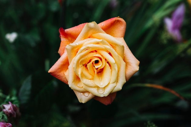 Close-up of beautiful fresh rose with water drops