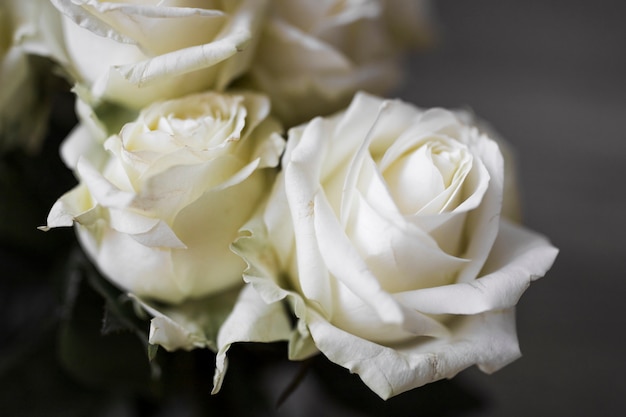 Close-up of beautiful fresh roses