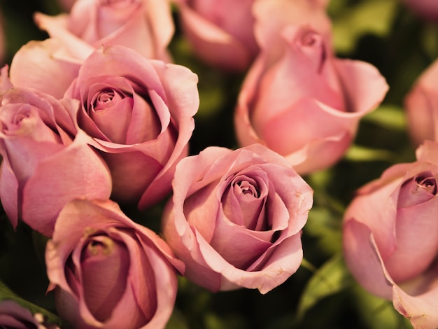 Крупным планом красивых свежих роз