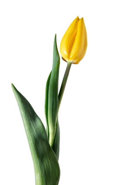 Закройте красивый свежий тюльпан, изолированные на белом фоне.