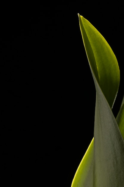 Close-up of beautiful green leaf