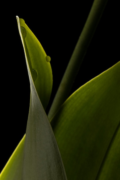 Free photo close-up of beautiful green leaf