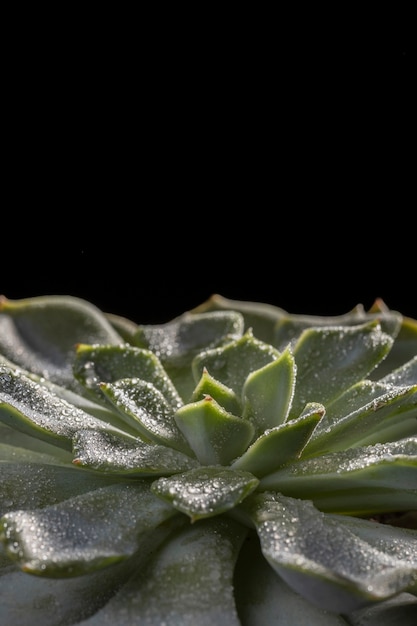 美しい緑の植物のクローズアップ