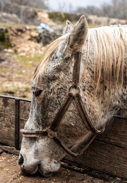 Close-up beautiful horse eating