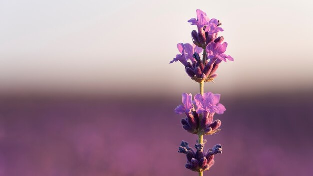 Close up beautiful lavender flower