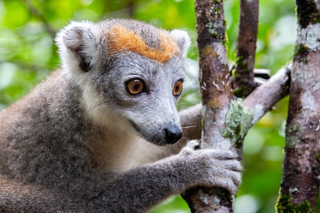 Close up on beautiful lemur in nature