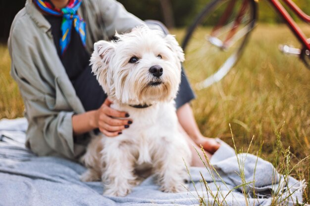 Закройте красивую маленькую белую собаку, сидящую на одеяле для пикника с владельцем в парке