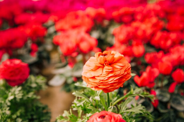 背景をぼかした写真に対する美しいマリーゴールドの花のクローズアップ