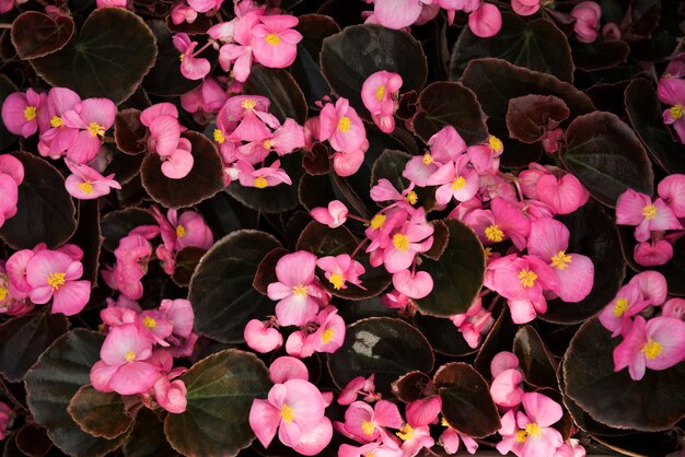 Close-up of beautiful pink begonia flowers