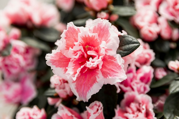 근접 아름 다운 분홍색 개화 꽃
