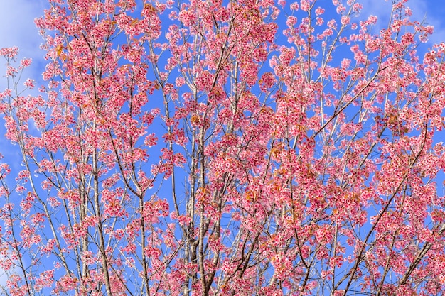 北タイ、チェンマイ、タイで咲くサクサの花のような美しいピンクの桜サクラcerasoides野生のヒマラヤ桜を閉じます。