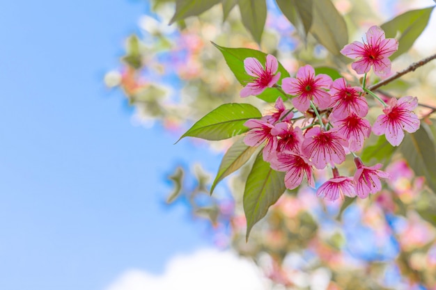 태국 북부, 치앙마이, 태국에서 피는 사쿠라 꽃처럼 아름 다운 핑크 체리 벚나무 cerasoides 야생 히말라야 체리를 닫습니다.