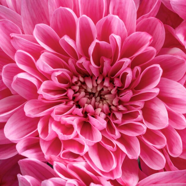 Крупным планом красивый розовый цветок