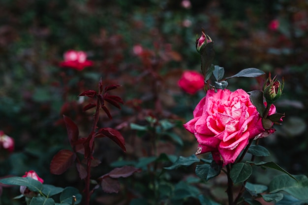 Primo piano di una bella rosa rosa