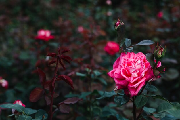 Крупный план красивая розовая роза