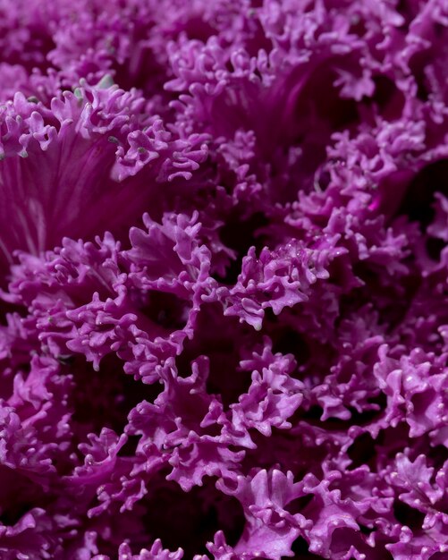Close-up beautiful purple flowers outdoors