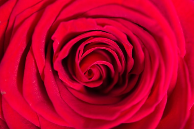 Макро красивая красная роза