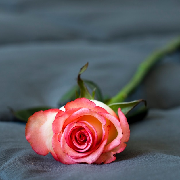 Free photo close-up beautiful rose petals