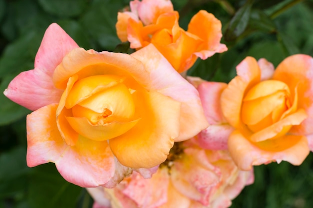 Close-up beautiful rose petals
