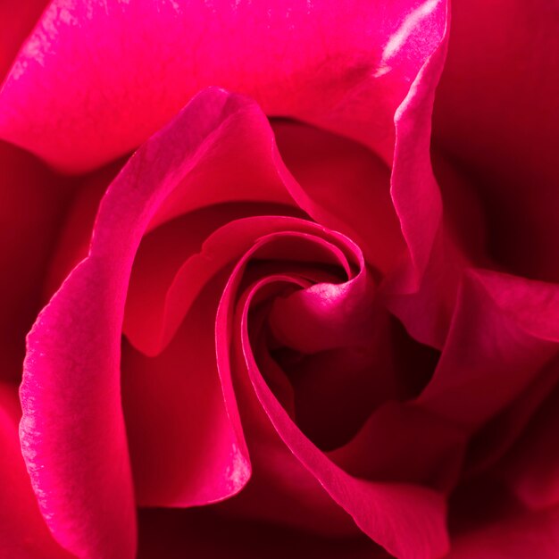 Крупный план красивой розы