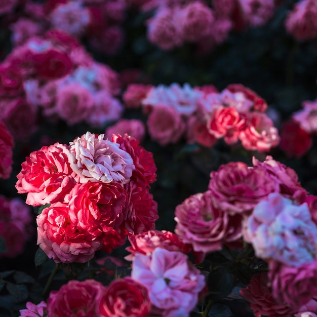 Бесплатное фото Крупным планом красивые розы на кустах