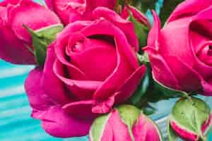 Free photo close-up of beautiful roses