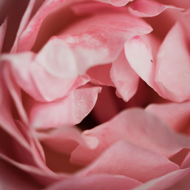 Close up of beautiful roses