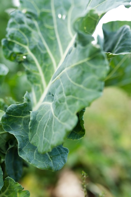 Close-up beautiful salad green leaf