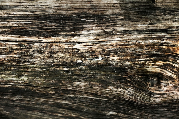 Free photo close up on beautiful tree bark texture