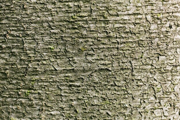 Free photo close up on beautiful tree bark texture