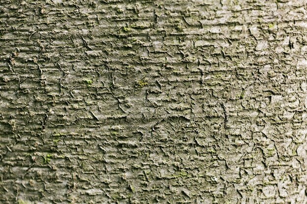 Foto gratuita primo piano sulla bellissima trama di corteccia d'albero