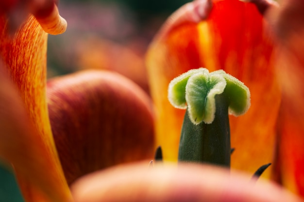 美しいチューリップの花のクローズアップ