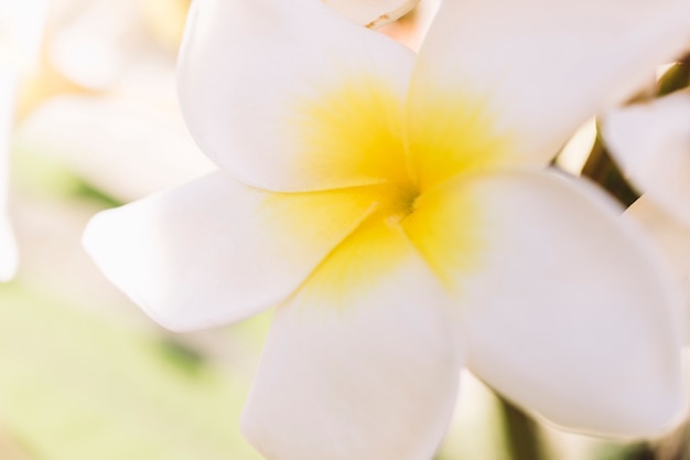 Primo piano di bel fiore bianco