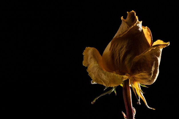 Крупный план красивой желтой розы