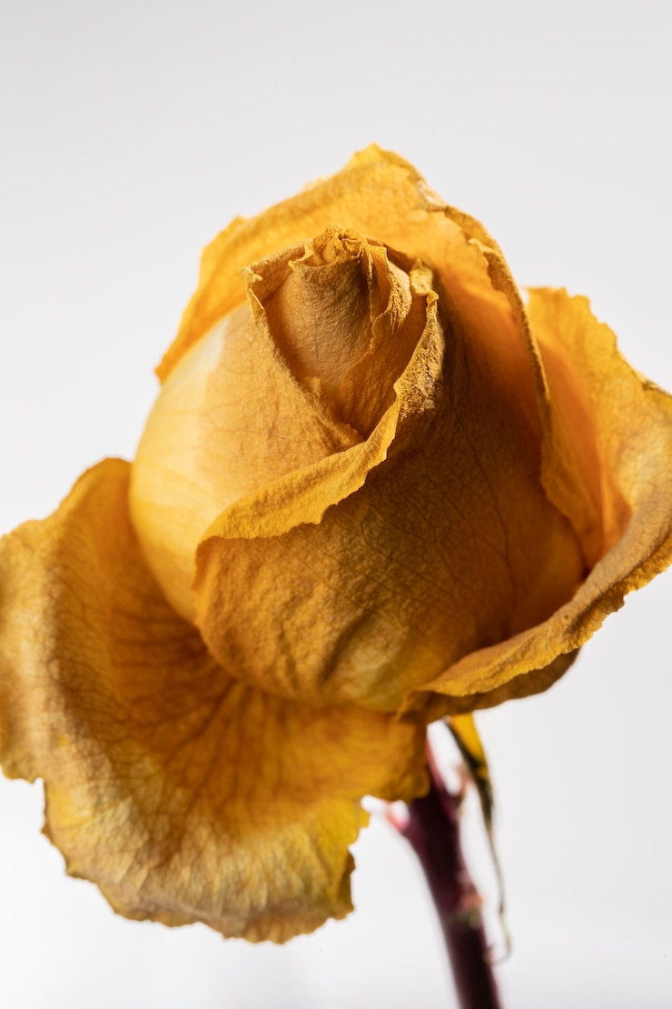 Free Photo close-up of beautiful yellow rose