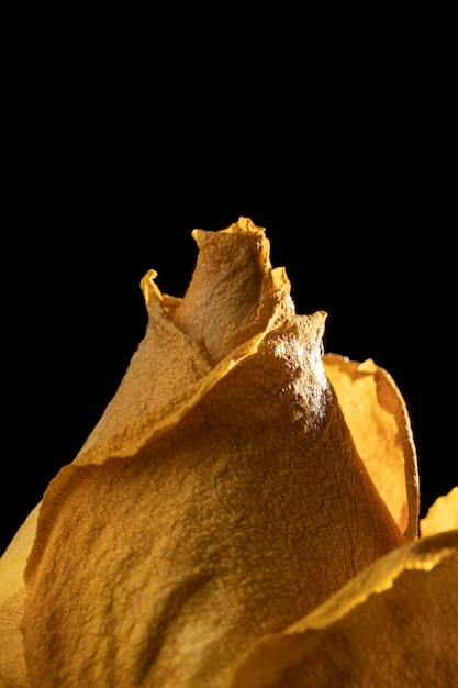 Крупный план красивой желтой розы