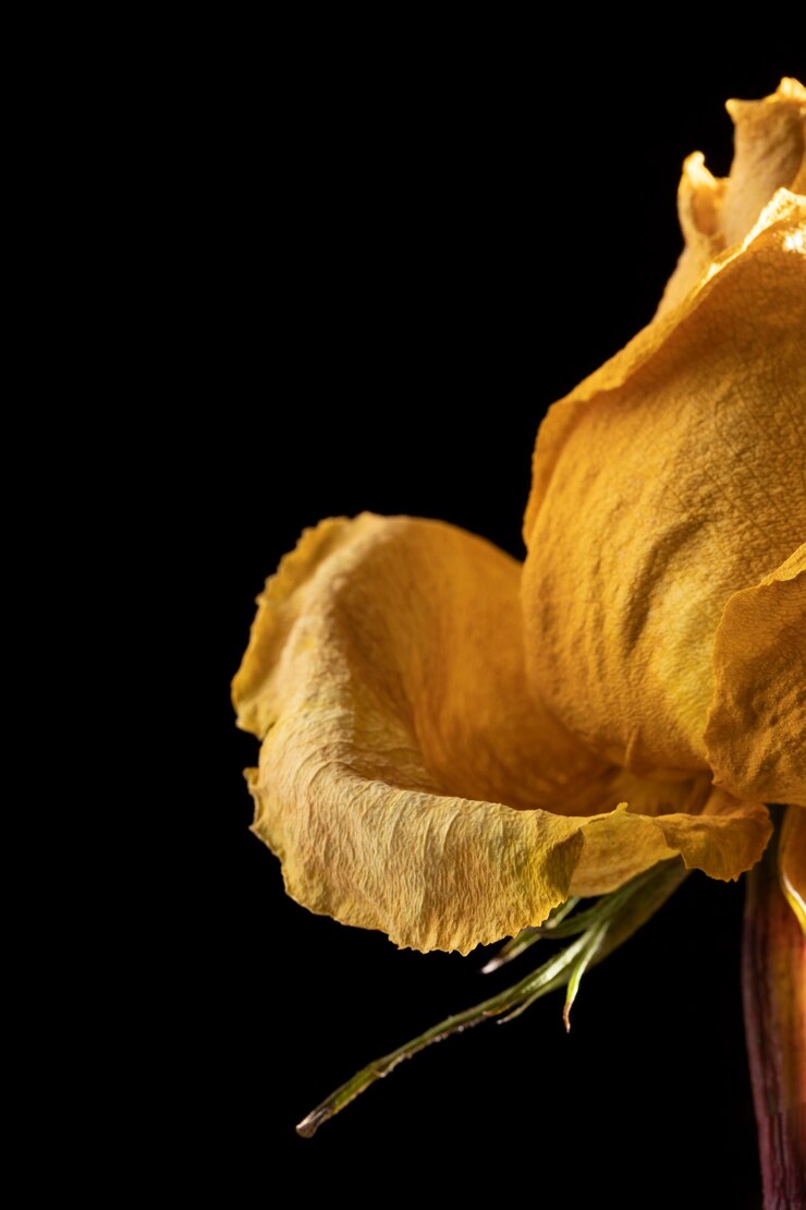 Free Photo close-up of beautiful yellow rose