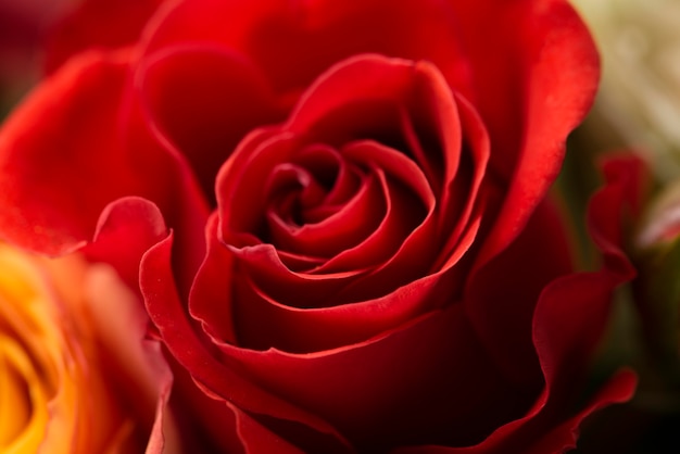 Close-up of beautifully bloomed rose flower