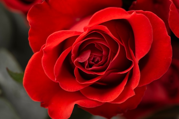 Close-up of beautifully bloomed rose flower