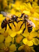 Free photo close up on bee collecting nectar