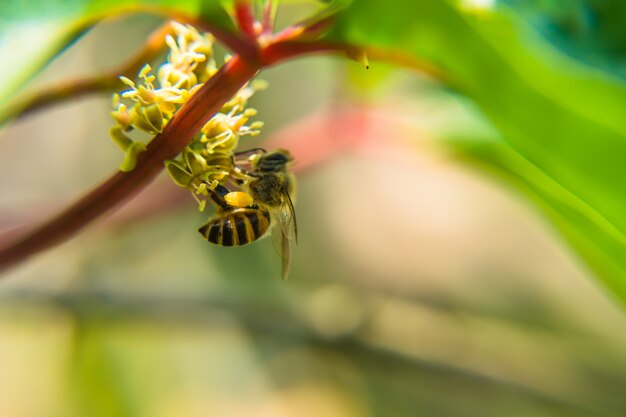 Close-up of bee feeding